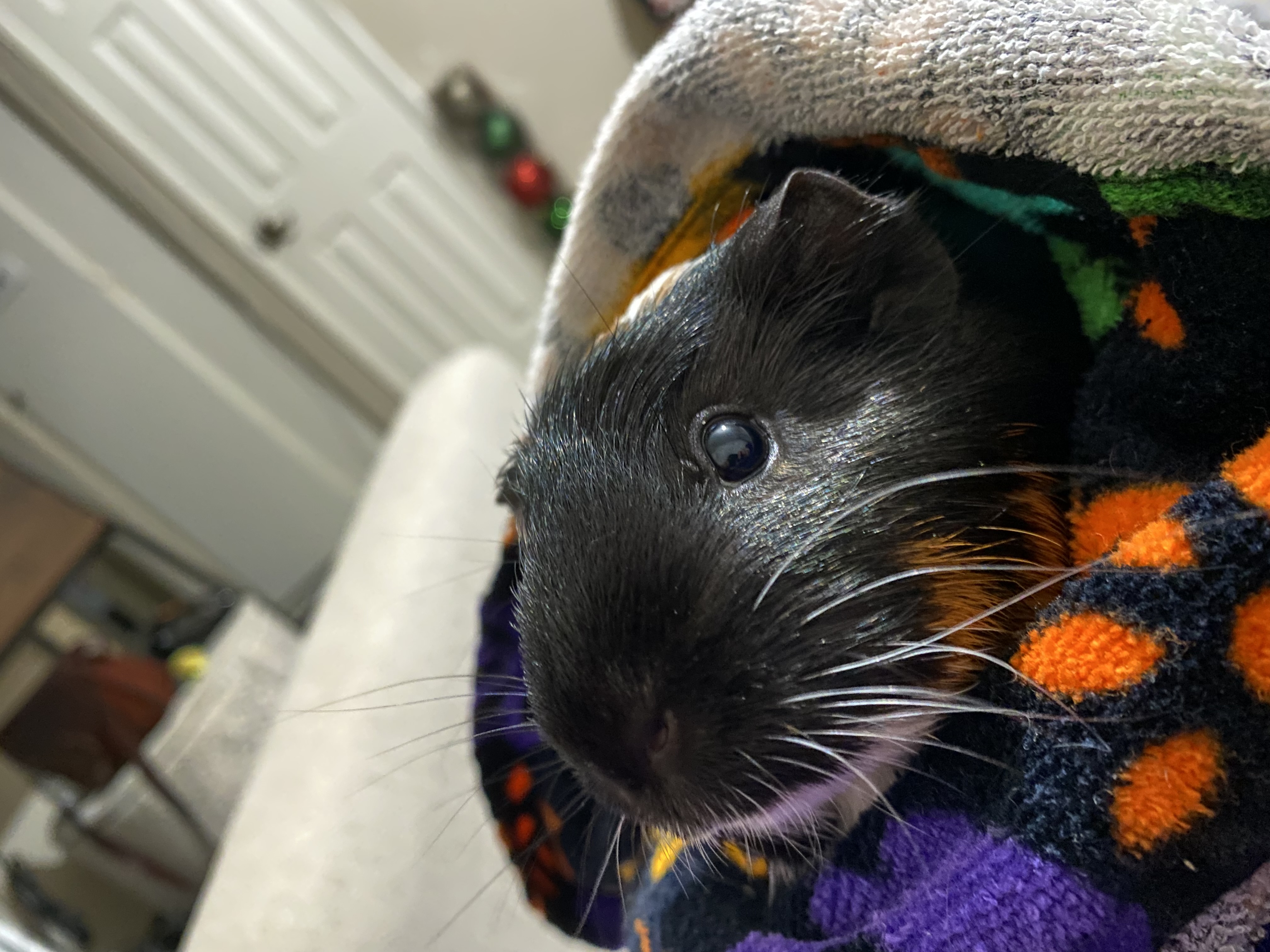 cleo