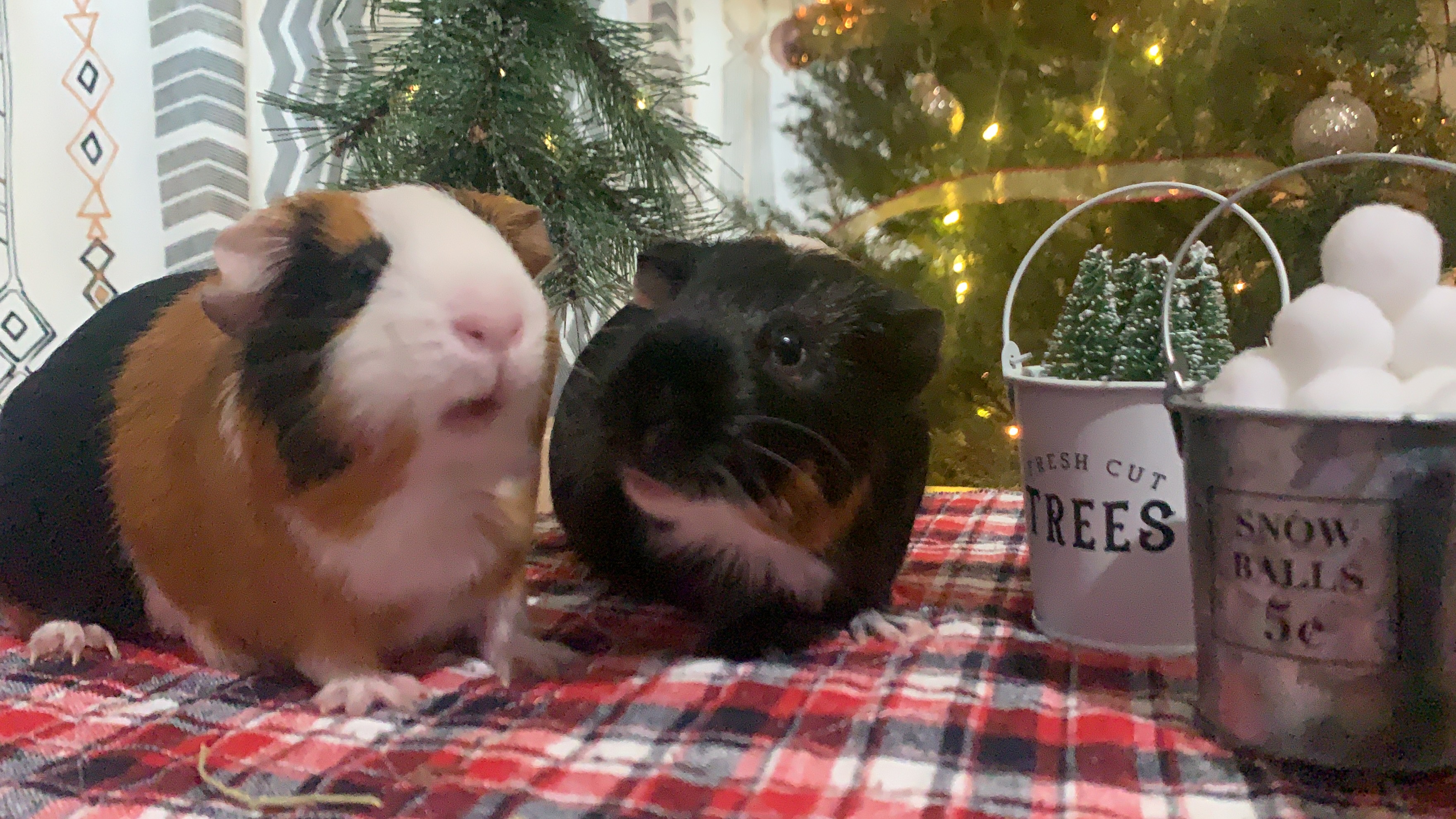 xmas photo